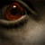:iconfleischfreund: