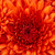 :iconfletcherfeather:
