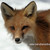 :iconfletcherthefox: