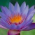 :iconfleur-de-lotus001: