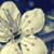 :iconfleur-de-saison: