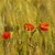 :iconfleur2pavot: