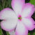 :iconFleurEvette: