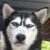:iconflhusky: