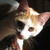 :iconflies-of-butter: