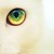 :iconfliffelyn: