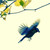 :iconfliflaflo: