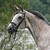 :iconflighthorse: