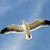 :iconflightofthegull: