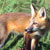 :iconflintfrugilegus:
