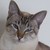 :iconflippi11: