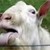 :iconflippin-nuggets-25: