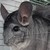 :iconflipsie180: