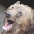 :iconflittingdragonfly: