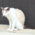 :iconfloatingmew: