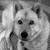 :iconflobederer: