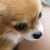 :iconflookyrookie: