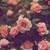 :iconflopii2mellark: