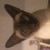 :iconflopy-kat: