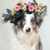 floraaritcwolf :iconfloraaritcwolf: