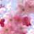 :iconfloralantlers: