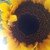 :iconfloramarilla: