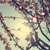 :iconfloranaa: