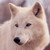 :iconflorathewolf45: