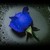 :iconfloribus-sapientiae: