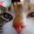 :iconflorien: