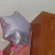 :iconflorilandia: