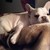 :iconflossy-foxy: