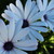 :iconflower-butterfly: