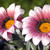 :iconflower-clearwaters:
