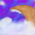 :iconflower-fox: