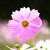:iconflower-kitten: