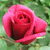 :iconflower77: