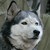 :iconflowerbloom03: