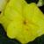 :iconflowerclub: