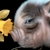 :iconflowerdrop: