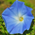 :iconflowerfreak: