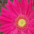 :iconflowergoddess: