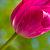 :iconflowerilywind: