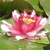 :iconfloweringmist: