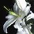 :iconflowerinwhite: