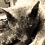 :iconflowerkin: