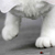 :iconfloweroflotus: