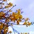 :iconflowerontheprecipice: