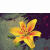 :iconflowerpower99:
