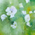 :iconflowerspaint: